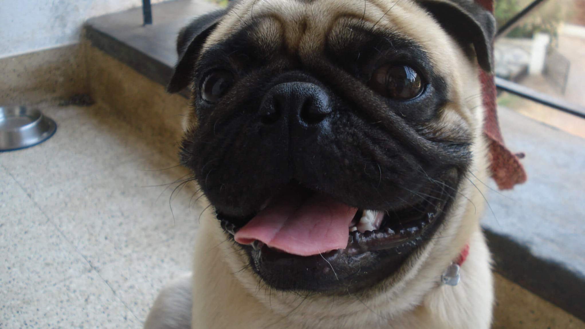 jackie-pug.jpg