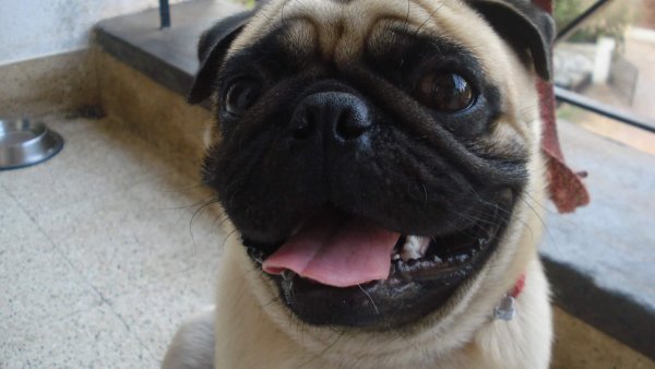 Pug